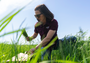 Dr. Vanessa Corriher-Olson collecting forage samples from a pasture.